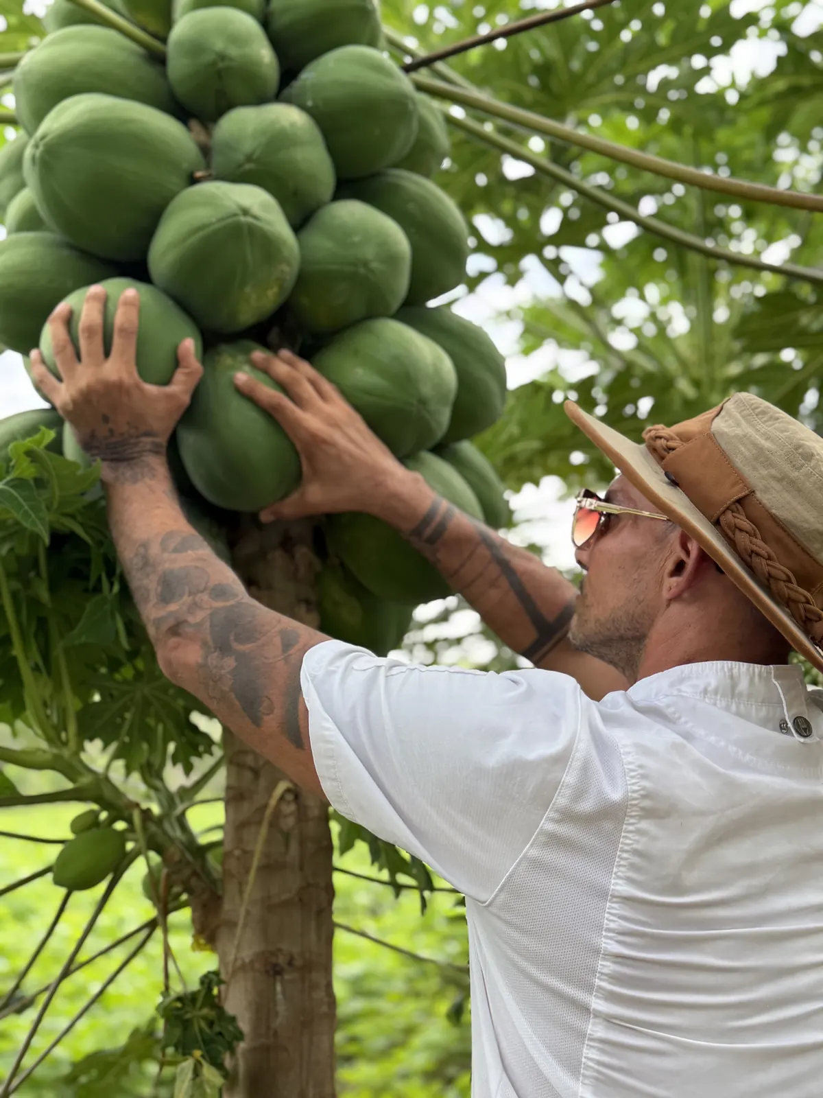 Harvesting papaya
